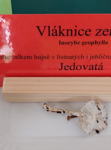 VLÁKNICE ZEMNÍ (Inocybe geophylla) 