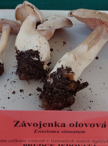 ZÁVOJENKA OLOVOVÁ (Entoloma sinuatum)