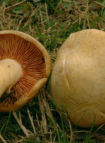 ZÁVOJENKA OLOVOVÁ (Entoloma sinuatum)