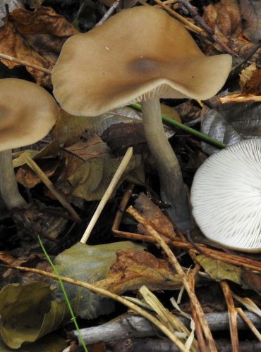 ZÁVOJENKA VMÁČKLÁ (Entoloma rhodopolium)