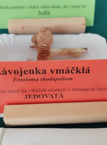 ZÁVOJENKA VMÁČKLÁ (Entoloma rhodopolium)