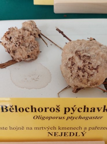 BĚLOCHOROŠ PÝCHAVKOVITÝ (Postia ptychogaster)