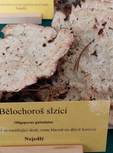 BĚLOCHOROŠ SLZÍCÍ (Postia guttulata)