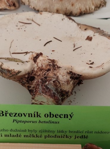 BŘEZOVNÍK OBECNÝ (Piptoporus betulinus)