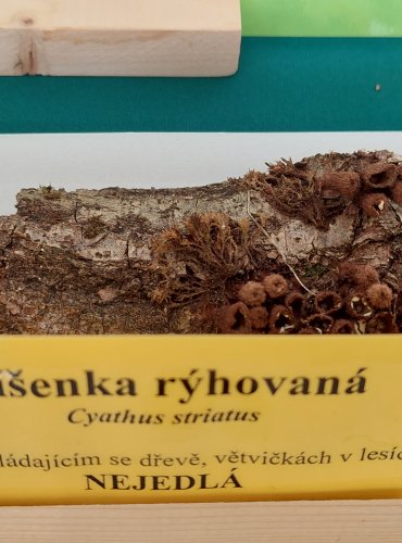 ČÍŠENKA RÝHOVANÁ (Cyathus striatus)