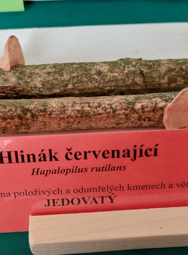 HLINÁK ČERVENAJÍCÍ (Hapalopilus rutilans)