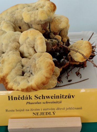 HNĚDÁK SCHWEINITZŮV (Phaeolus schweinitzii)