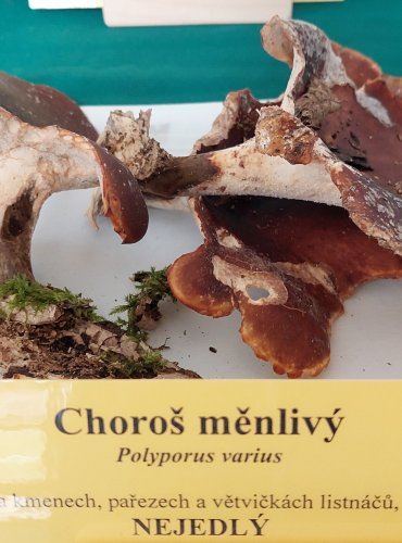 Oprava určení druhu. CHOROŠ SMOLONOHÝ (Polyporus badius)

