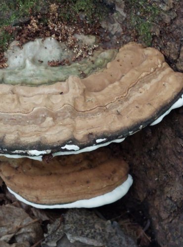 LESKLOKORKA PLOSKÁ (Ganoderma applanatum)