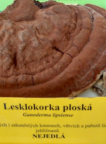 LESKLOKORKA PLOSKÁ (Ganoderma applanatum)