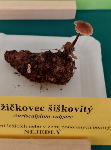 LŽIČKOVEC ŠIŠKOVÝ (Auriscalpium vulgare)