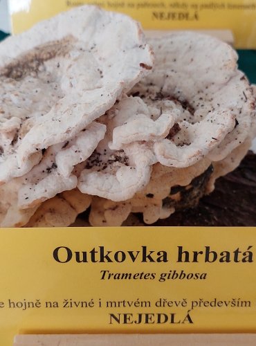 OUTKOVKA HRBATÁ (Trametes gibbosa) 