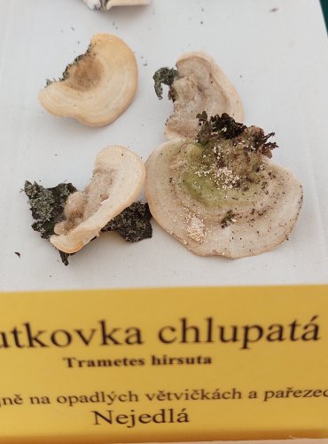 OUTKOVKA CHLUPATÁ (Trametes hirsuta) 