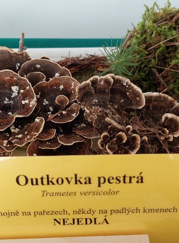 OUTKOVKA PESTRÁ (Trametes versicolor) 