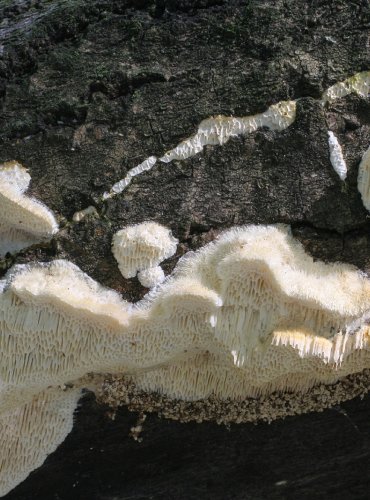 OUTKOVKA TROGOVA (Trametes trogii) 