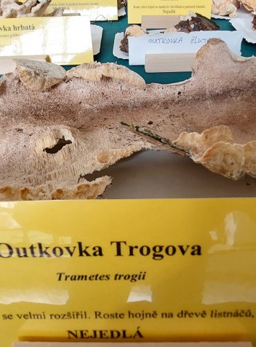 OUTKOVKA TROGOVA (Trametes trogii) 