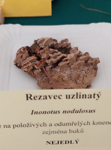 REZAVEC UZLINATÝ (Inonotus nodulosus) 