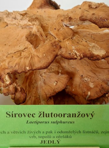 SÍROVEC ŽLUTOORANŽOVÝ (Laetiporus sulphureus)