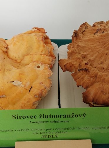 SÍROVEC ŽLUTOORANŽOVÝ (Laetiporus sulphureus)