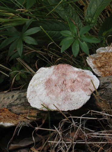 SÍŤKOVEC NAČERVENALÝ (Daedaleopsis confragosa) 