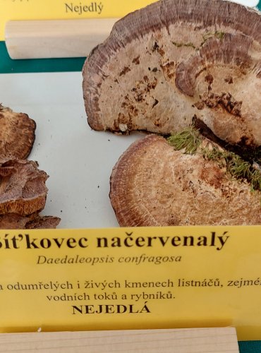 SÍŤKOVEC NAČERVENALÝ (Daedaleopsis confragosa) 