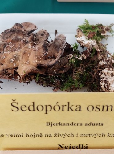 ŠEDOPÓRKA OSMAHLÁ (Bjerkandera adusta) 