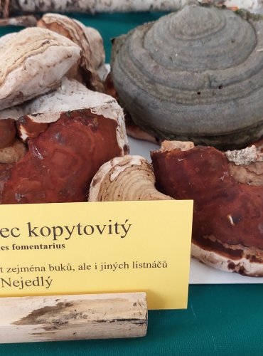 TROUDNATEC KOPYTOVITÝ (Fomes fomentarius) 