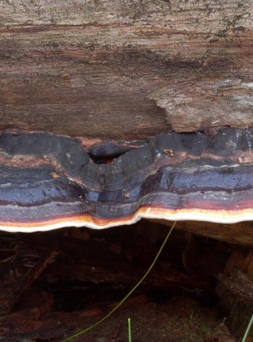 TROUDNATEC PÁSOVANÝ (Fomitopsis pinicola) 