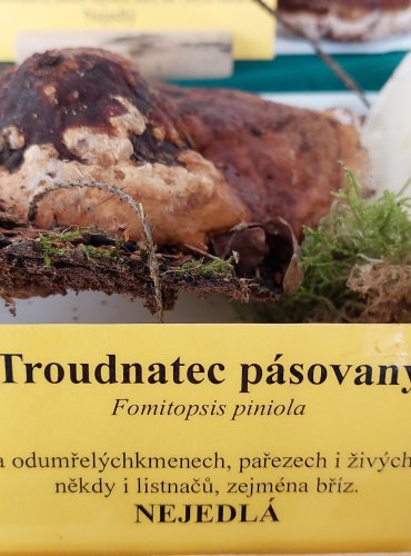 TROUDNATEC PÁSOVANÝ (Fomitopsis pinicola) 