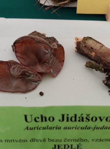 UCHO JIDÁŠOVO (Auricularia auricula-judae) 