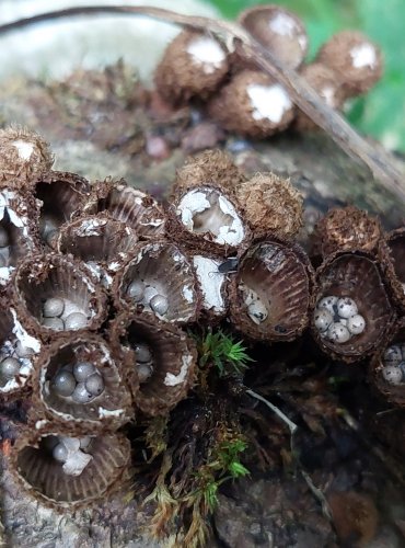 ČÍŠENKA RÝHOVANÁ (Cyathus striatus)