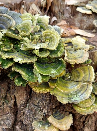 OUTKOVKA PESTRÁ (Trametes versicolor) 