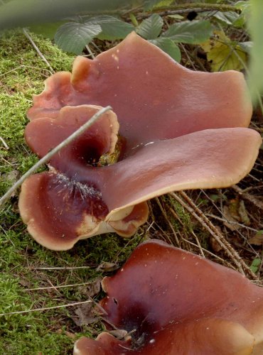 CHOROŠ SMOLONOHÝ (Polyporus badius)

