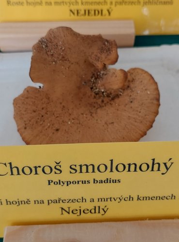 Oprava určení druhu. CHOROŠ MĚNLIVÝ (Polyporus varius)