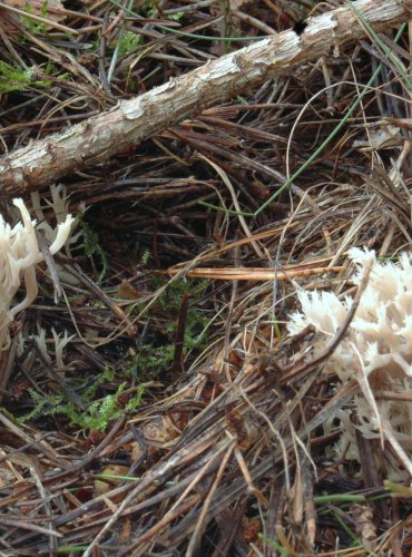 KUŘÁTEČKO HŘEBENITÉ (Clavulina coralloides) 