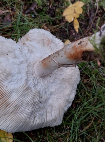 BEDLA ČERVENAJÍCÍ (Chlorophyllum rachodes) FOTO: Marta Knauerová, 15.10.2023, Podzimní vycházka s mykologem Mgr. Martinem Křížem

