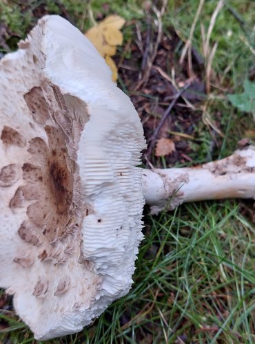 BEDLA ČERVENAJÍCÍ (Chlorophyllum rachodes) FOTO: Marta Knauerová, 15.10.2023, Podzimní vycházka s mykologem Mgr. Martinem Křížem

