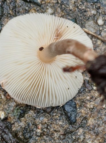 BEDLA KLAMAVÁ (Lepiota pseudolilacea) FOTO: Marta Knauerová, 15.10.2023, Podzimní vycházka s mykologem Mgr. Martinem Křížem

