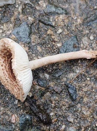 BEDLA KLAMAVÁ (Lepiota pseudolilacea) FOTO: Marta Knauerová, 15.10.2023, Podzimní vycházka s mykologem Mgr. Martinem Křížem

