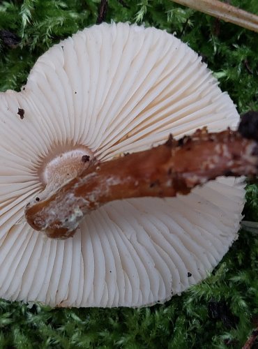 BEDLA NAŽLOUTLÁ (Lepiota magnispora) FOTO: Marta Knauerová, 15.10.2023, Podzimní vycházka s mykologem Mgr. Martinem Křížem