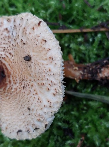 BEDLA NAŽLOUTLÁ (Lepiota magnispora) FOTO: Marta Knauerová, 15.10.2023, Podzimní vycházka s mykologem Mgr. Martinem Křížem