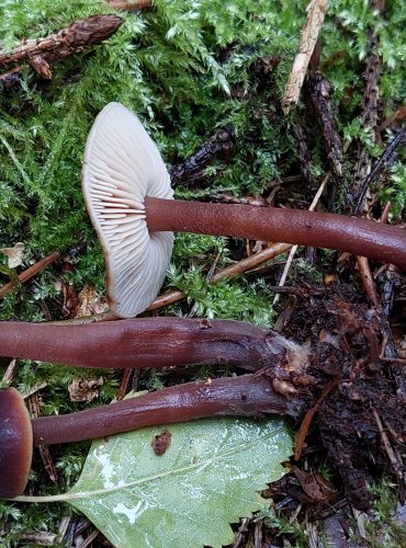 CYSTIDOVKA RYBOVONNÁ (Macrocystidia cucucmis) FOTO: Marta Knauerová, 15.10.2023, Podzimní vycházka s mykologem Mgr. Martinem Křížem