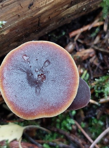 CYSTIDOVKA RYBOVONNÁ (Macrocystidia cucucmis) FOTO: Marta Knauerová, 15.10.2023, Podzimní vycházka s mykologem Mgr. Martinem Křížem