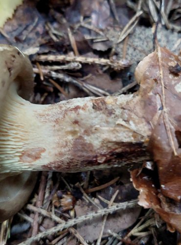 ČECHRATKA PODVINUTÁ (Paxillus involutus) FOTO: Marta Knauerová, 15.10.2023, Podzimní vycházka s mykologem Mgr. Martinem Křížem 