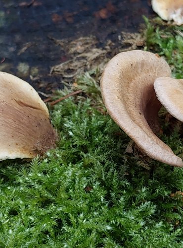 ČECHRATKA SKLEPNÍ (Tapinella panuoides) FOTO: Marta Knauerová, 15.10.2023, Podzimní vycházka s mykologem Mgr. Martinem Křížem