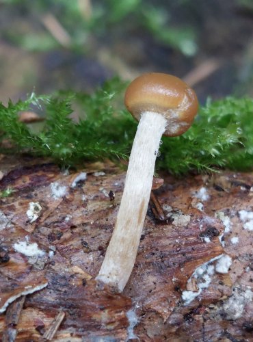 ČEPIČATKA JEHLIČNANOVÁ (Galerina marginata) FOTO: Marta Knauerová, 15.10.2023, Podzimní vycházka s mykologem Mgr. Martinem Křížem