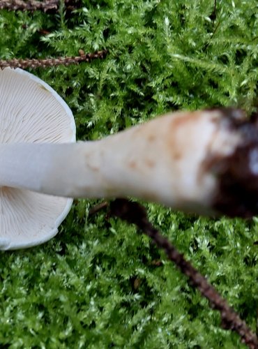 ČIRŮVKA BĚLOŽLUTAVÁ (Tricholoma stiparophyllum) FOTO: Marta Knauerová, 15.10.2023, Podzimní vycházka s mykologem Mgr. Martinem Křížem