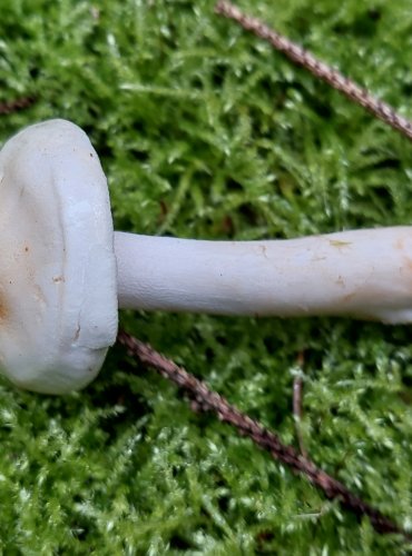 ČIRŮVKA BĚLOŽLUTAVÁ (Tricholoma stiparophyllum) FOTO: Marta Knauerová, 15.10.2023, Podzimní vycházka s mykologem Mgr. Martinem Křížem