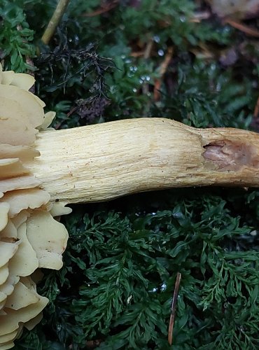 ČIRŮVKA SÍROŽLUTÁ (Tricholoma sulphureum) FOTO: Marta Knauerová, 15.10.2023, Podzimní vycházka s mykologem Mgr. Martinem Křížem

