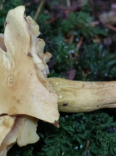 ČIRŮVKA SÍROŽLUTÁ (Tricholoma sulphureum) FOTO: Marta Knauerová, 15.10.2023, Podzimní vycházka s mykologem Mgr. Martinem Křížem

